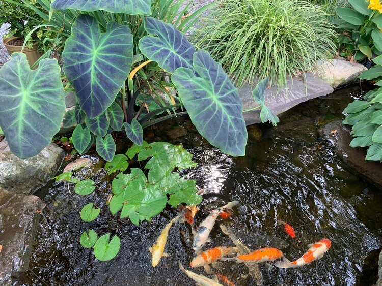 Koi_Market_and_Live_Koi_Feeding_Pond_2
