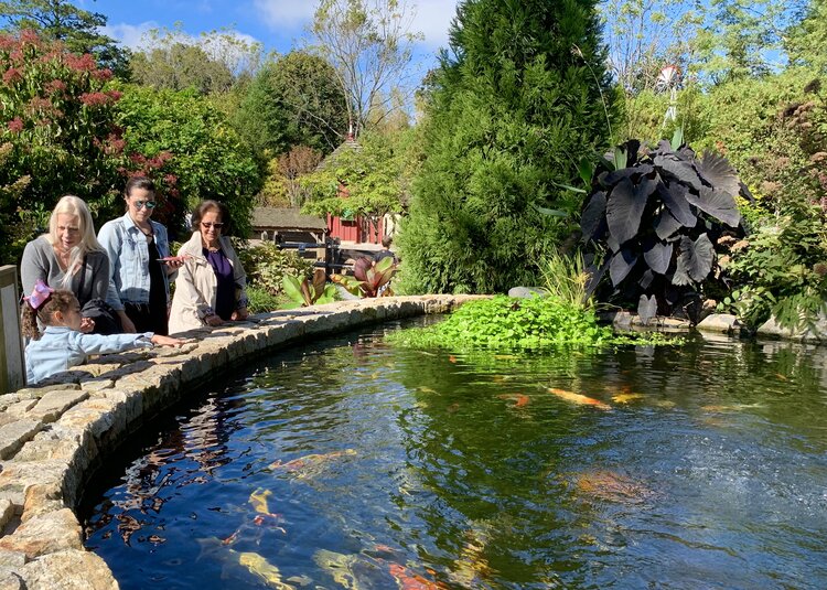 Koi_Market_and_Live_Koi_Feeding_Pond_3