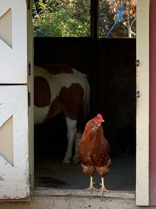 The_Farm_on_Main_Street_5