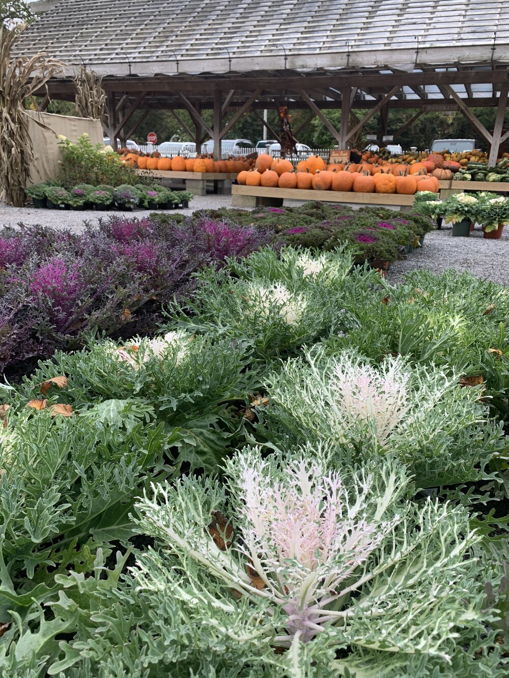 The Garden Center - Main Street Nursery