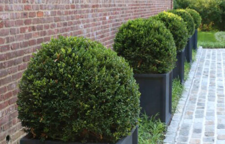 ornament_shrub